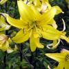 Lily. Beningbrough Hall, North Yorkshire.