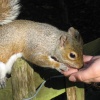 A Grey Squirrel in Holland Park, London