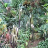Kew Royal Botanical Gardens