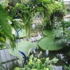 Kew Royal Botanical Gardens