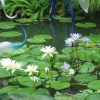 Kew Royal Botanical Gardens