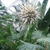 Kew Royal Botanical Gardens