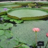 Kew Royal Botanical Gardens