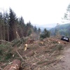 Dunerdale Forest after the January storms, 05