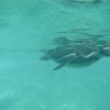 Chester Zoo - Penguin Pool