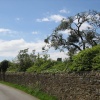 View of the Abbey through a tree at Abbotsbury, Dorset, England