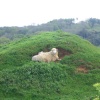 A sheep and its lamb sheltering in a hollow in a field near Abbotsbury, Dorset, England
