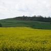 A picture of Abbotsbury