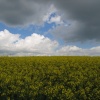Dramatic clouds moving in over yellow rape. Near Abbotsbury, Dorset