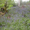 Bluebells. The Blackdown hills in Somerset - 