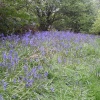 Bluebells. The Blackdown hills in the county of Somerset, England