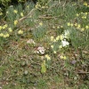 Daffodils. The Blackdown hills in Somerset - 