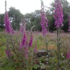 Foxgloves. The Blackdown hills in Somerset - 