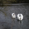 Swans at Otterhead Lake. The Blackdown hills in Somerset - 