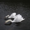 Swans. The Blackdown hills in Somerset - 