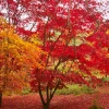 Winkworth Arboretum, near Godalming, Surrey