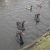 Black Swans at Tuckton, Dorset