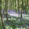 Bluebells in May near Irby Dales, Lincolnshire