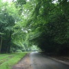The New Forest near Minstead