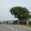 New Forest ponies