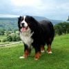 Ben Bernese Mountain Dog, Leyburn Shawl, Yorkshire dales