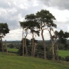 View of the Staffordshire countryside with a grove of Scotts Pines in the foreground.