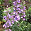Hidcote Manor Garden, Gloucestershire - 7-04