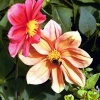 Chatsworth cottage garden 7-04