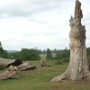 Knole Park in Sevenoaks, Kent