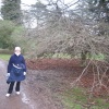 Westonbirt Arboretum. Winter Jan 2005