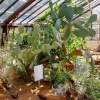 University Botanic Gardens, Cambridge