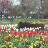 Boat on a sea of Tulips. Beach House Park - Worthing