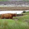 Highland cattle on Mull