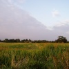 A picture of Fen Ditton
