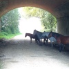 Ponies by Bakers cottage. Brockenhurst, Hampshire