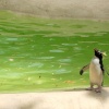 Penguin, London Zoo
