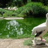 Pelican, London Zoo