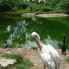 Pelican, London Zoo