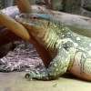Varan, London Zoo