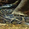 Snake, London Zoo