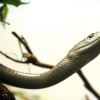 Snake, London Zoo