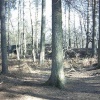 Delamere Forest, Nr Tarporley, Cheshire