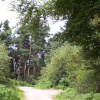 Delamere Forest, Nr Tarporley, Cheshire