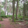 Delamere Forest, Nr Tarporley, Cheshire