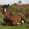 Poney in the New Forest near Lyndhurst