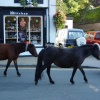 Burley, in the new forest