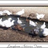 Attraction in the New Forest for children of all ages.  - The Ducks at Longdown Activity farm.