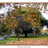 Autumn in the city; St Andrews Park looking North. Southampton