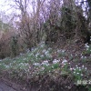 Snowdrops in Turville, Buckinghamshire