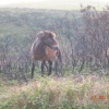 Exmoor ponies near Minehead, Somerset
